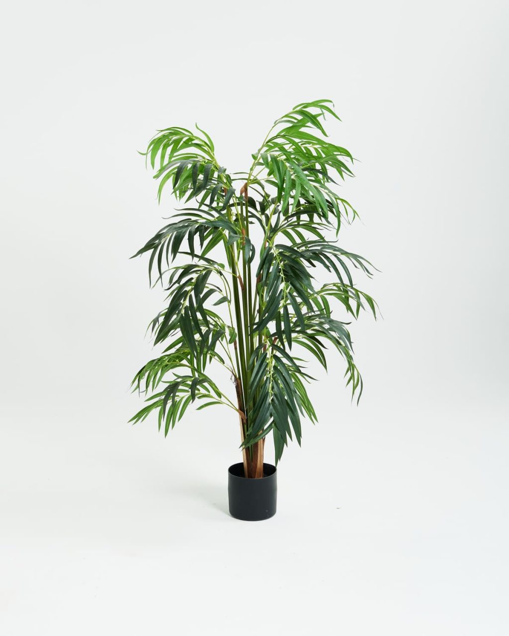 PLANTS 4