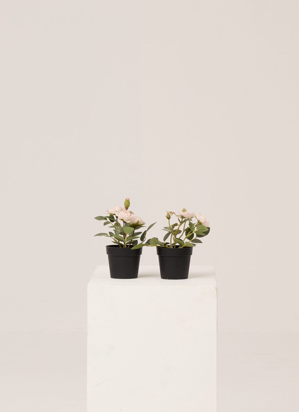 PLANTS 15