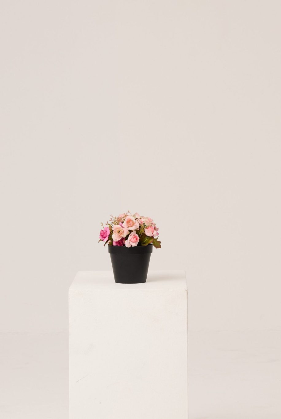 PLANTS 16